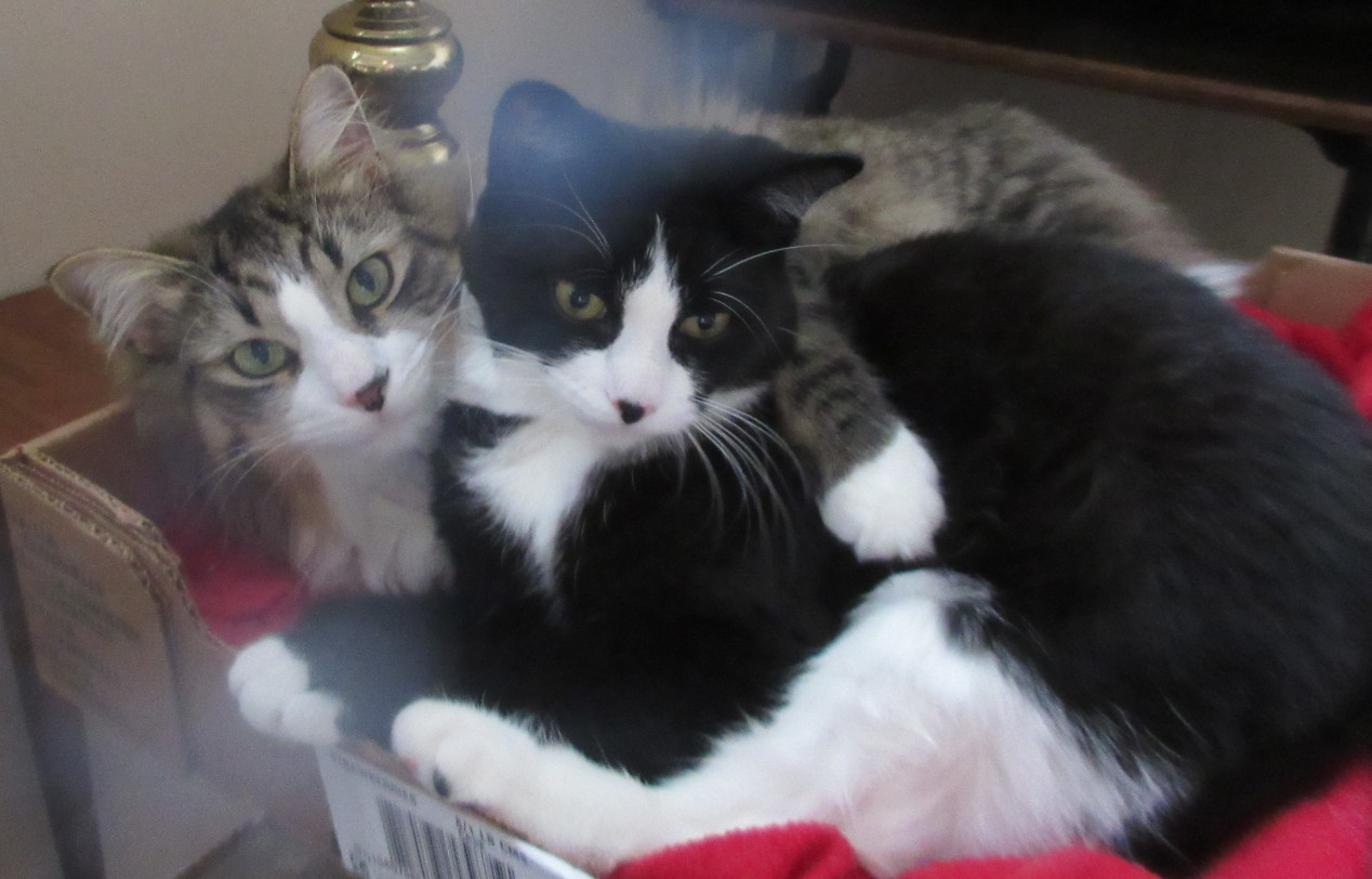 Long haired cat with tuxedo cat
